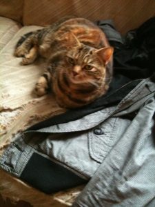 Show Cat